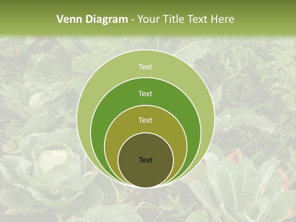 A Picture Of Some Plants In A Field PowerPoint Template