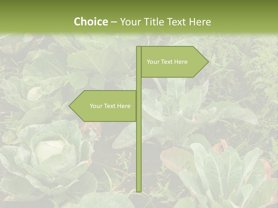 A Picture Of Some Plants In A Field PowerPoint Template
