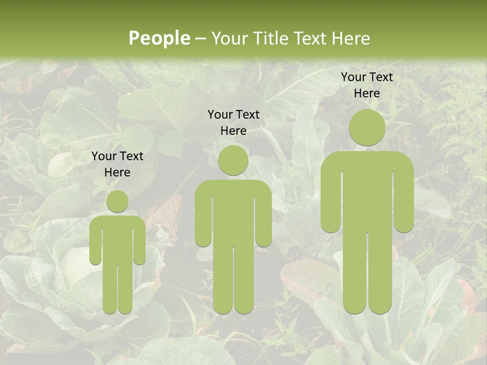 A Picture Of Some Plants In A Field PowerPoint Template