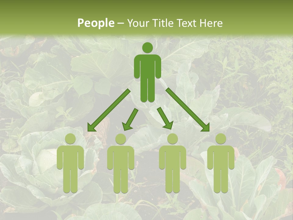A Picture Of Some Plants In A Field PowerPoint Template