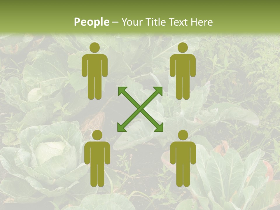 A Picture Of Some Plants In A Field PowerPoint Template