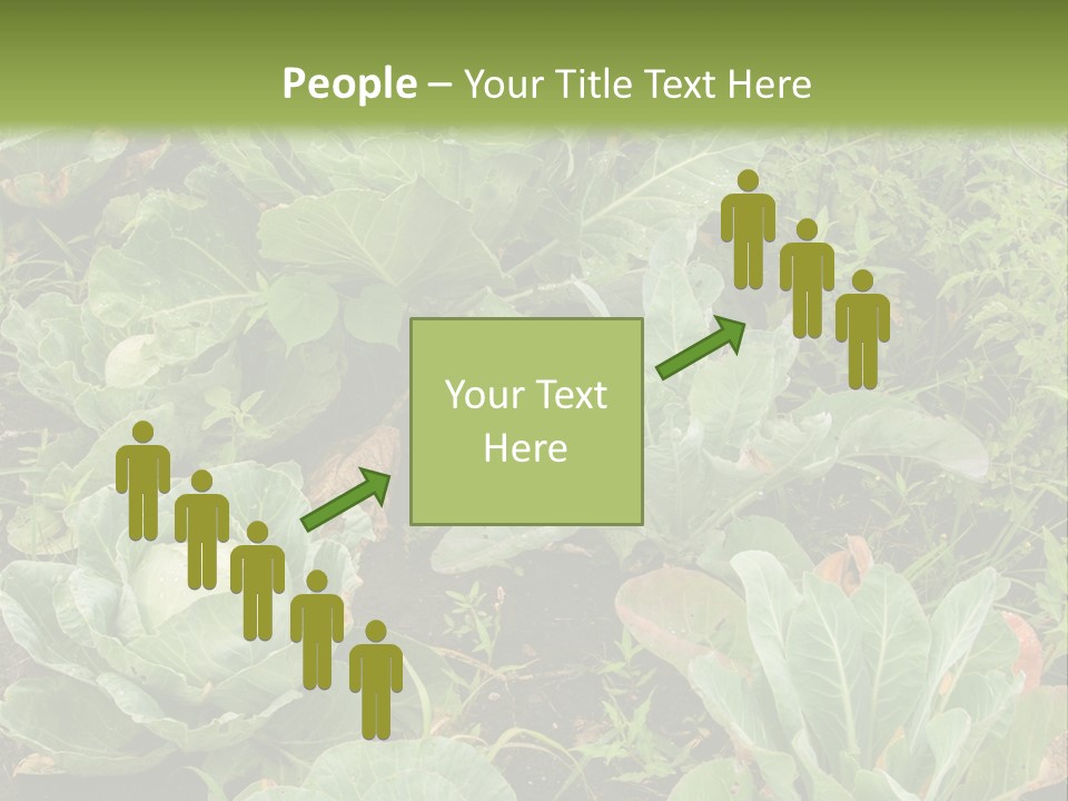 A Picture Of Some Plants In A Field PowerPoint Template