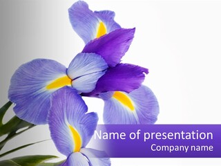 A Purple And Yellow Flower On A White Background PowerPoint Template