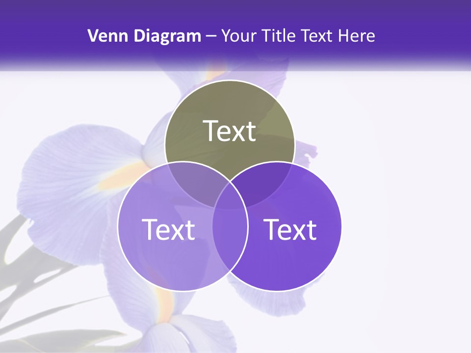 A Purple And Yellow Flower On A White Background PowerPoint Template