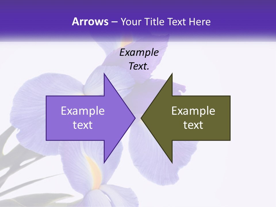 A Purple And Yellow Flower On A White Background PowerPoint Template