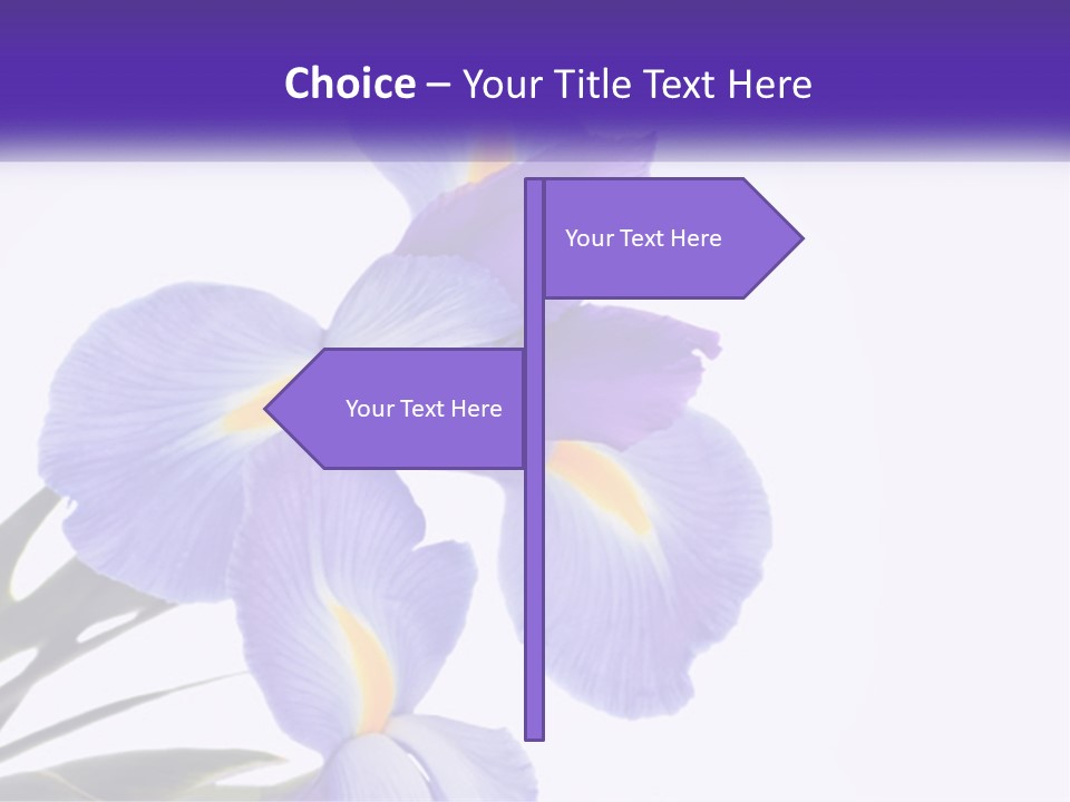 A Purple And Yellow Flower On A White Background PowerPoint Template
