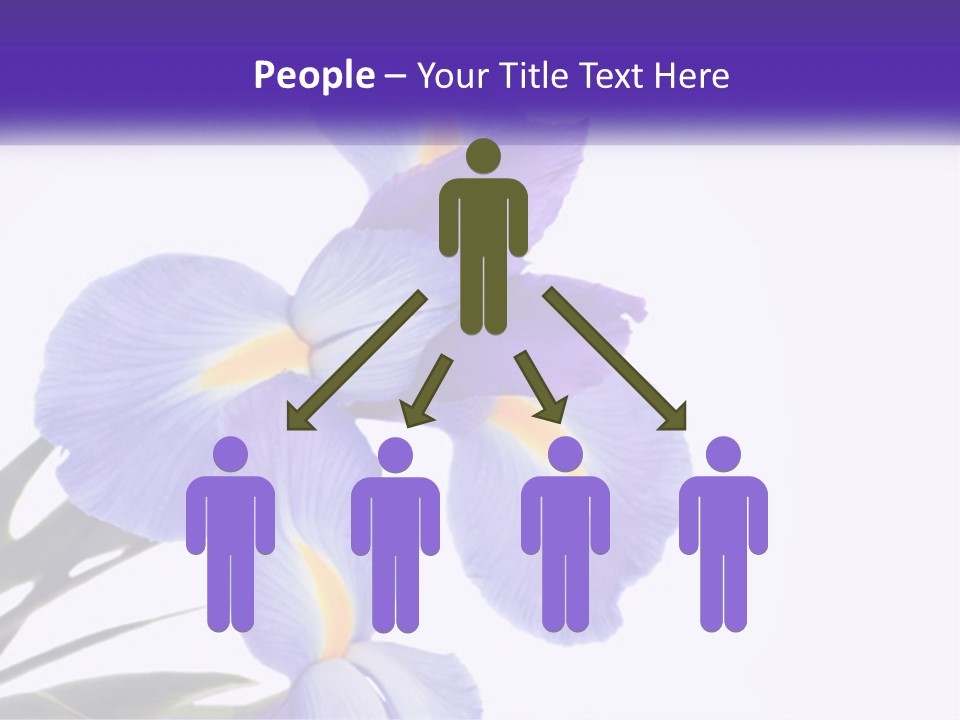 A Purple And Yellow Flower On A White Background PowerPoint Template