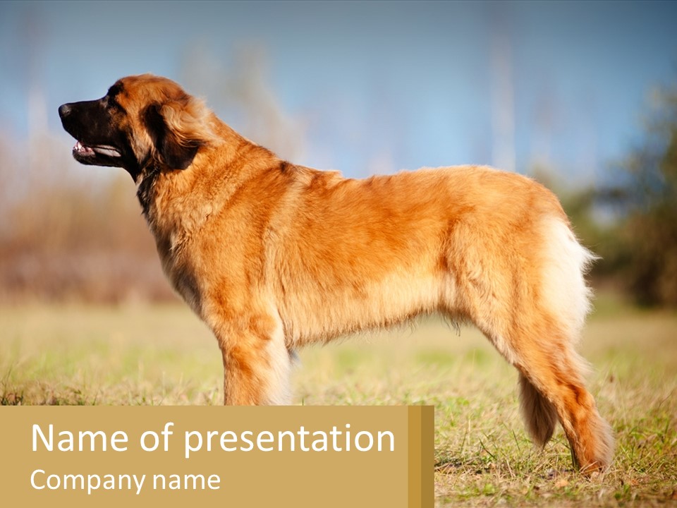 A Large Brown Dog Standing On Top Of A Grass Covered Field PowerPoint Template