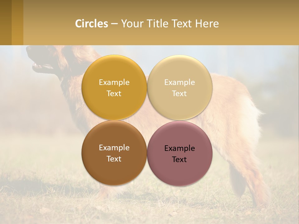 A Large Brown Dog Standing On Top Of A Grass Covered Field PowerPoint Template