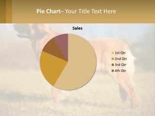 A Large Brown Dog Standing On Top Of A Grass Covered Field PowerPoint Template