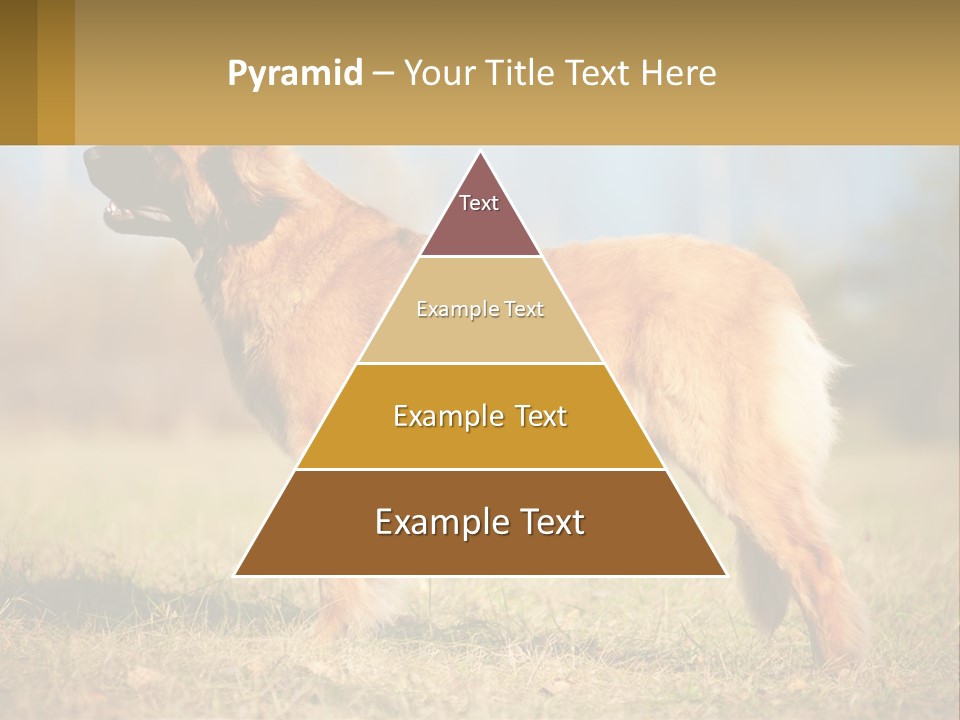 A Large Brown Dog Standing On Top Of A Grass Covered Field PowerPoint Template
