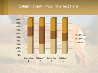 A Large Brown Dog Standing On Top Of A Grass Covered Field PowerPoint Template