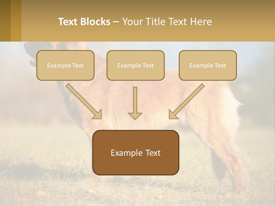 A Large Brown Dog Standing On Top Of A Grass Covered Field PowerPoint Template