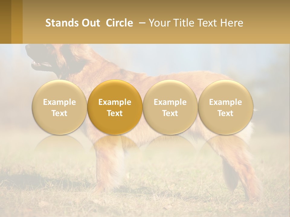 A Large Brown Dog Standing On Top Of A Grass Covered Field PowerPoint Template