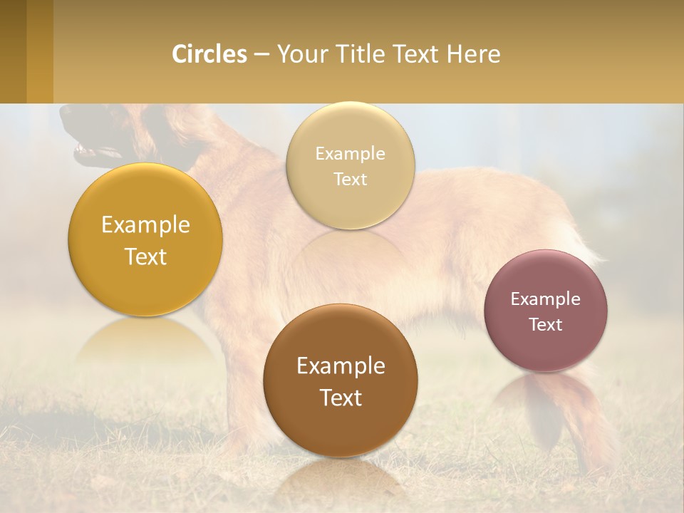 A Large Brown Dog Standing On Top Of A Grass Covered Field PowerPoint Template