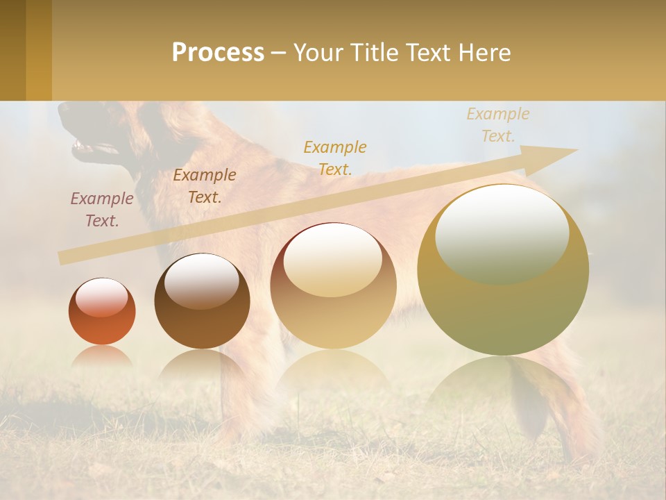 A Large Brown Dog Standing On Top Of A Grass Covered Field PowerPoint Template