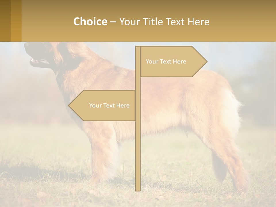 A Large Brown Dog Standing On Top Of A Grass Covered Field PowerPoint Template