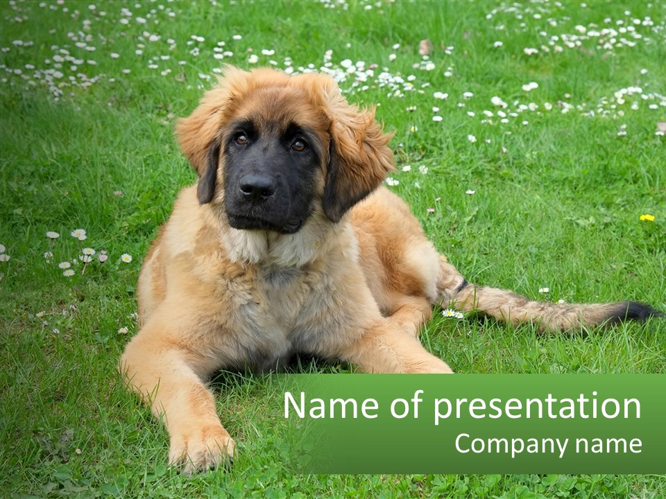 A Large Brown Dog Laying On Top Of A Lush Green Field PowerPoint Template