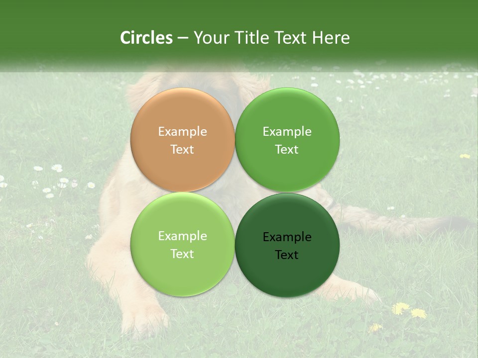 A Large Brown Dog Laying On Top Of A Lush Green Field PowerPoint Template
