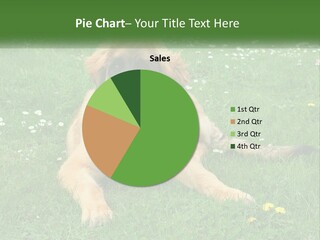 A Large Brown Dog Laying On Top Of A Lush Green Field PowerPoint Template