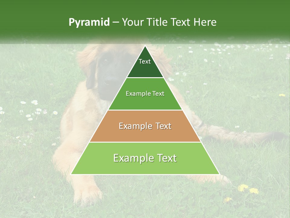 A Large Brown Dog Laying On Top Of A Lush Green Field PowerPoint Template