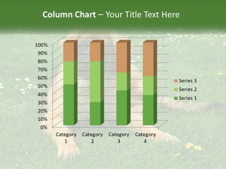 A Large Brown Dog Laying On Top Of A Lush Green Field PowerPoint Template