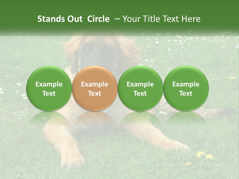A Large Brown Dog Laying On Top Of A Lush Green Field PowerPoint Template