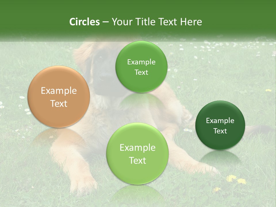 A Large Brown Dog Laying On Top Of A Lush Green Field PowerPoint Template