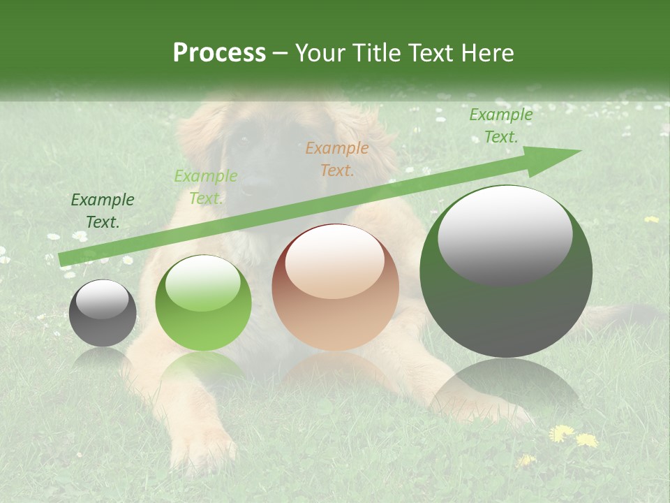 A Large Brown Dog Laying On Top Of A Lush Green Field PowerPoint Template