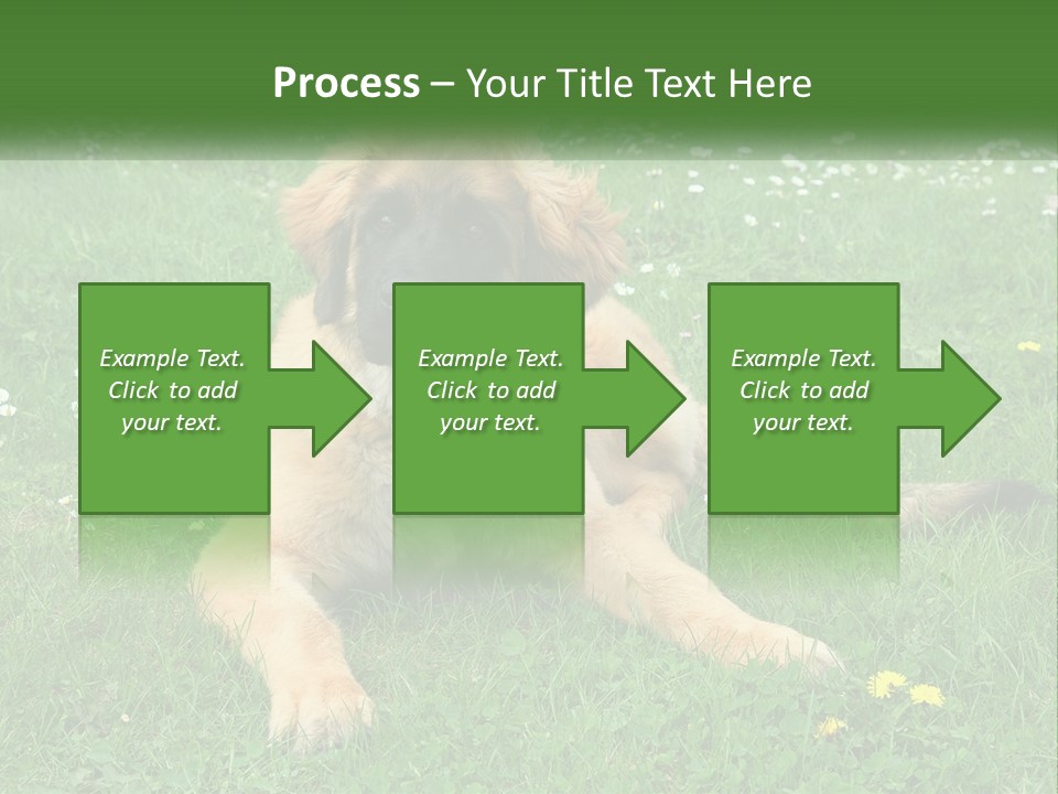 A Large Brown Dog Laying On Top Of A Lush Green Field PowerPoint Template