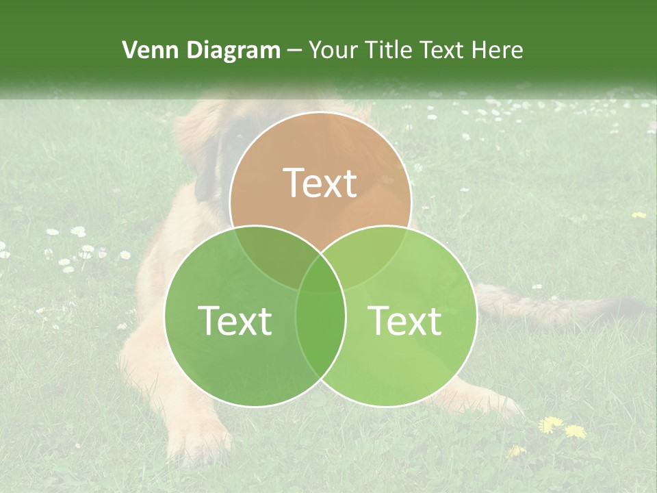 A Large Brown Dog Laying On Top Of A Lush Green Field PowerPoint Template
