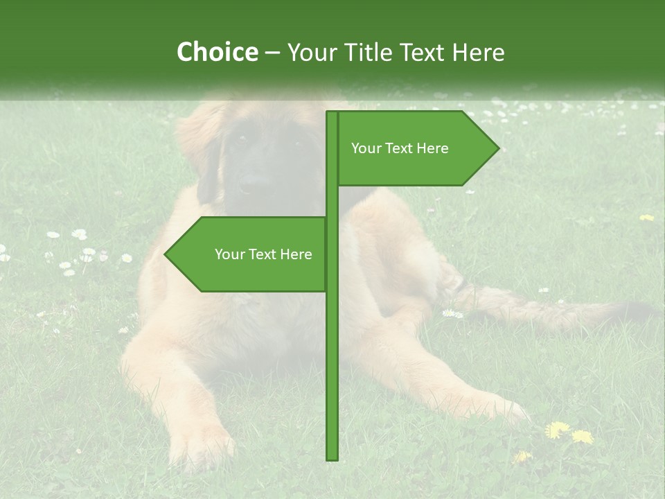A Large Brown Dog Laying On Top Of A Lush Green Field PowerPoint Template