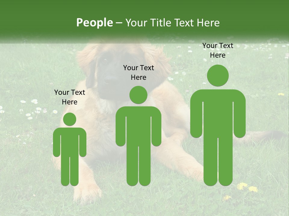 A Large Brown Dog Laying On Top Of A Lush Green Field PowerPoint Template