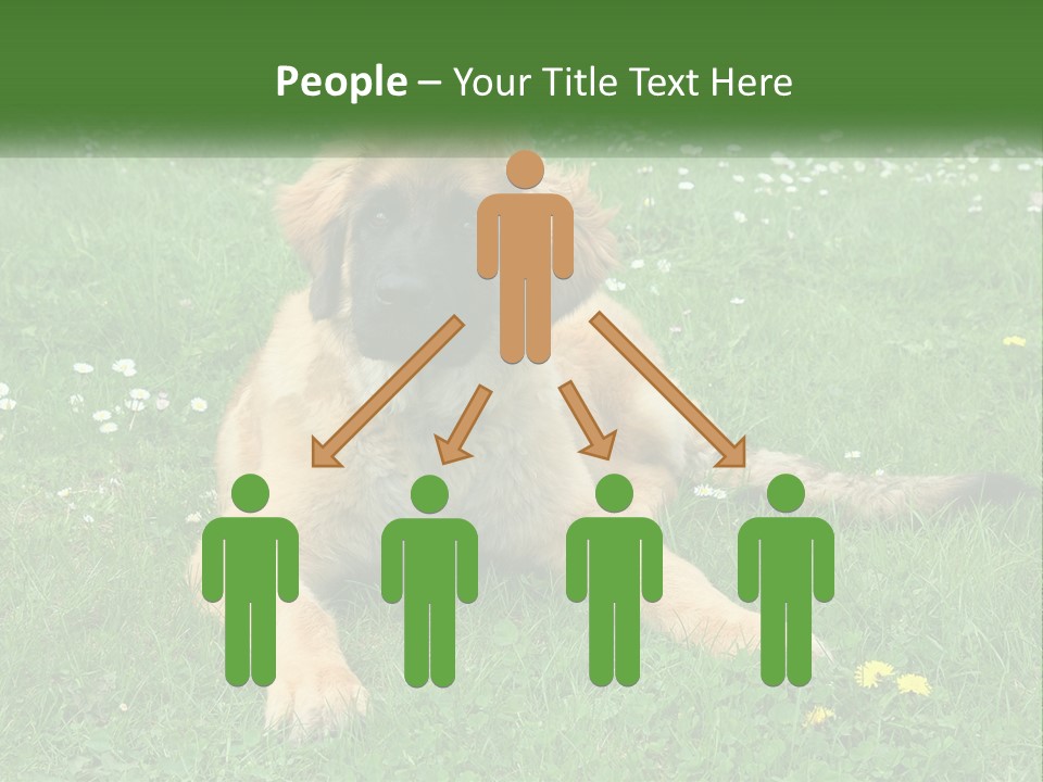 A Large Brown Dog Laying On Top Of A Lush Green Field PowerPoint Template