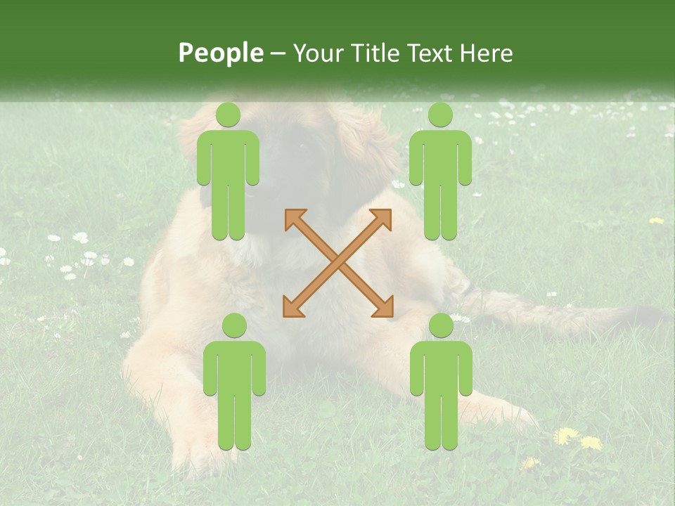 A Large Brown Dog Laying On Top Of A Lush Green Field PowerPoint Template