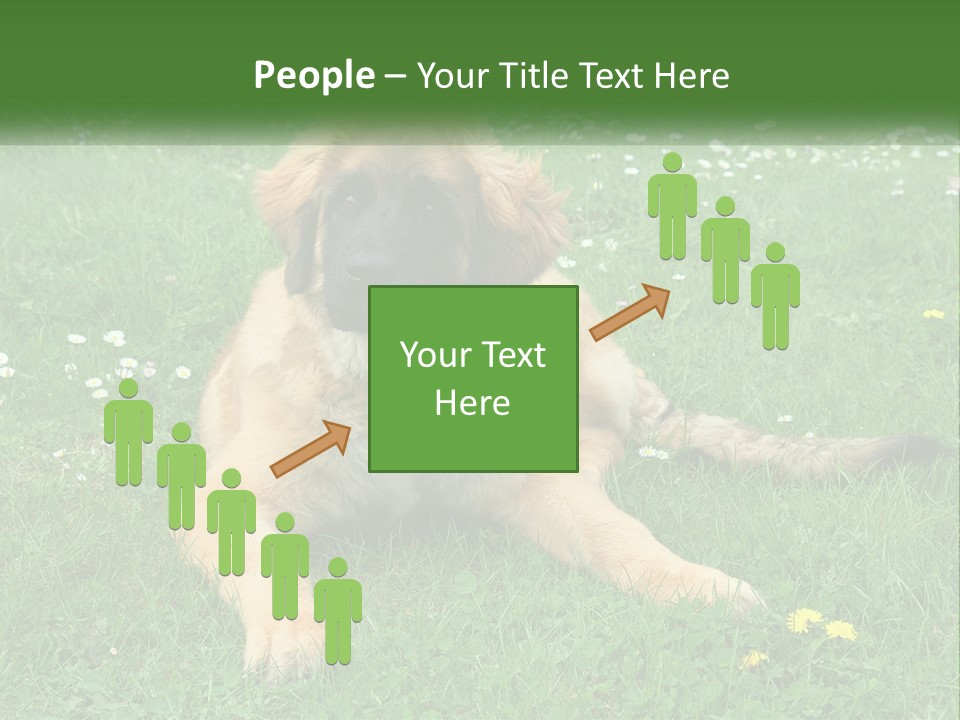 A Large Brown Dog Laying On Top Of A Lush Green Field PowerPoint Template