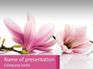 Three Pink Flowers On A White Background With A Pink Border PowerPoint Template