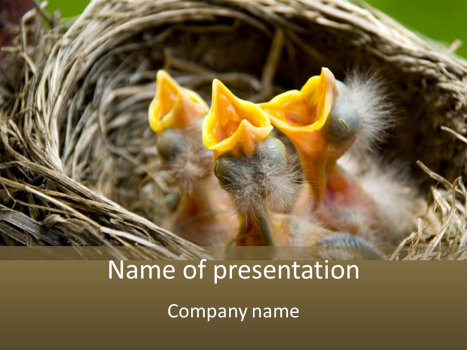 A Group Of Baby Birds Sitting In A Nest PowerPoint Template