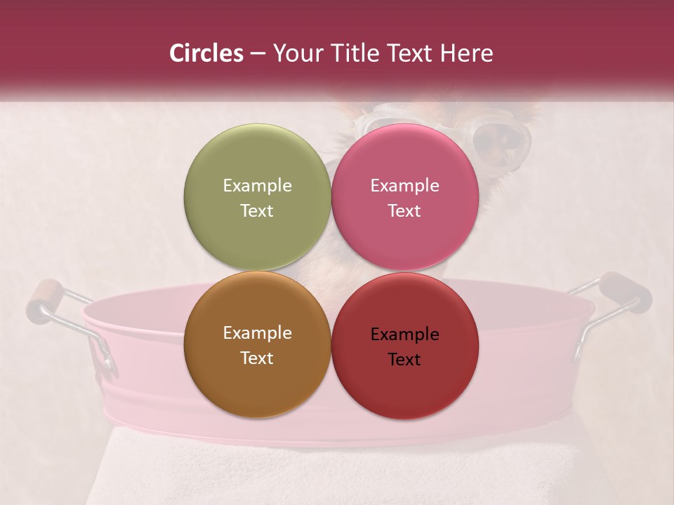 A Small Dog With Glasses Sitting In A Pink Tub PowerPoint Template