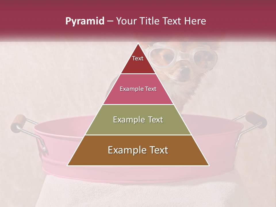 A Small Dog With Glasses Sitting In A Pink Tub PowerPoint Template