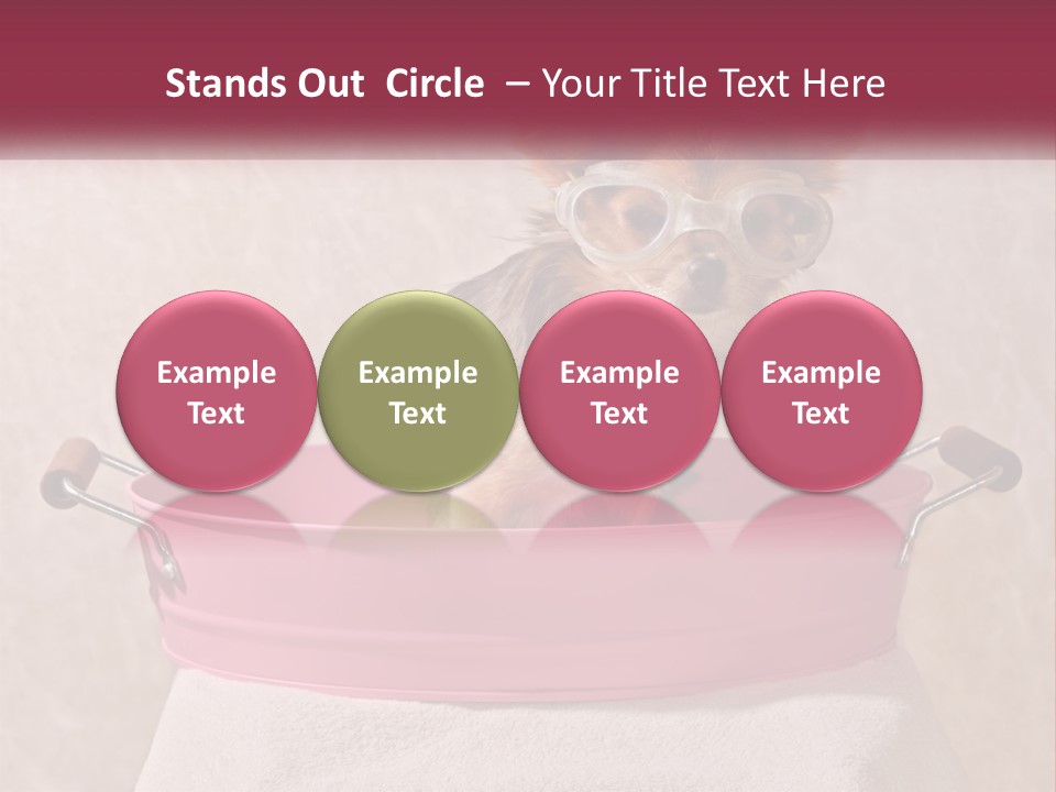 A Small Dog With Glasses Sitting In A Pink Tub PowerPoint Template