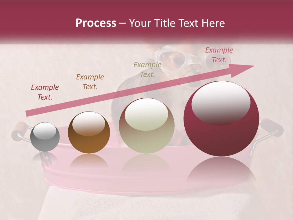 A Small Dog With Glasses Sitting In A Pink Tub PowerPoint Template