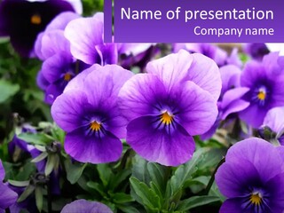 A Bunch Of Purple Flowers With A Purple Banner PowerPoint Template