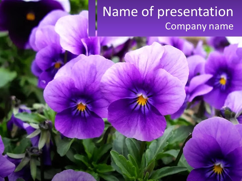 A Bunch Of Purple Flowers With A Purple Banner PowerPoint Template