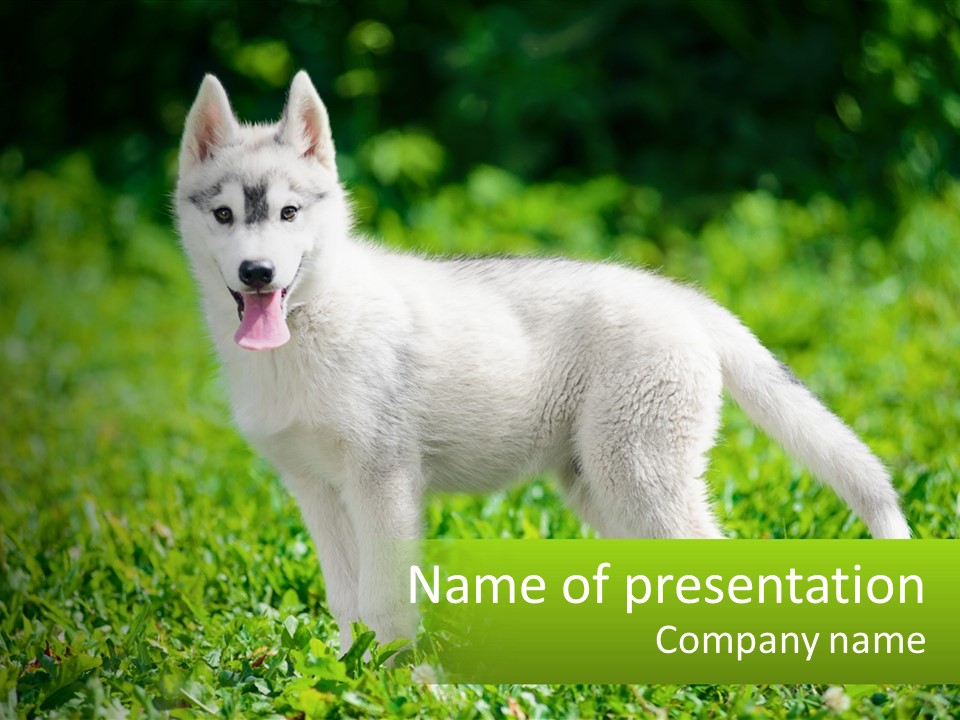 A White Dog Standing On Top Of A Lush Green Field PowerPoint Template