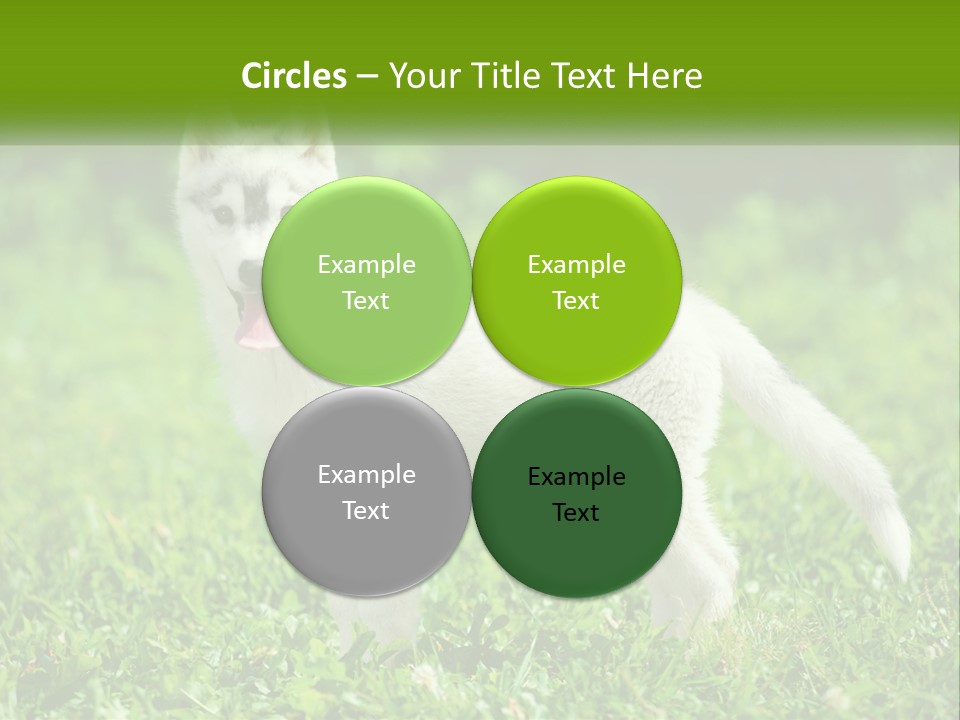 A White Dog Standing On Top Of A Lush Green Field PowerPoint Template