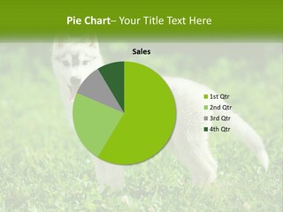 A White Dog Standing On Top Of A Lush Green Field PowerPoint Template