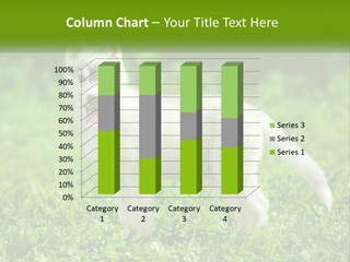 A White Dog Standing On Top Of A Lush Green Field PowerPoint Template