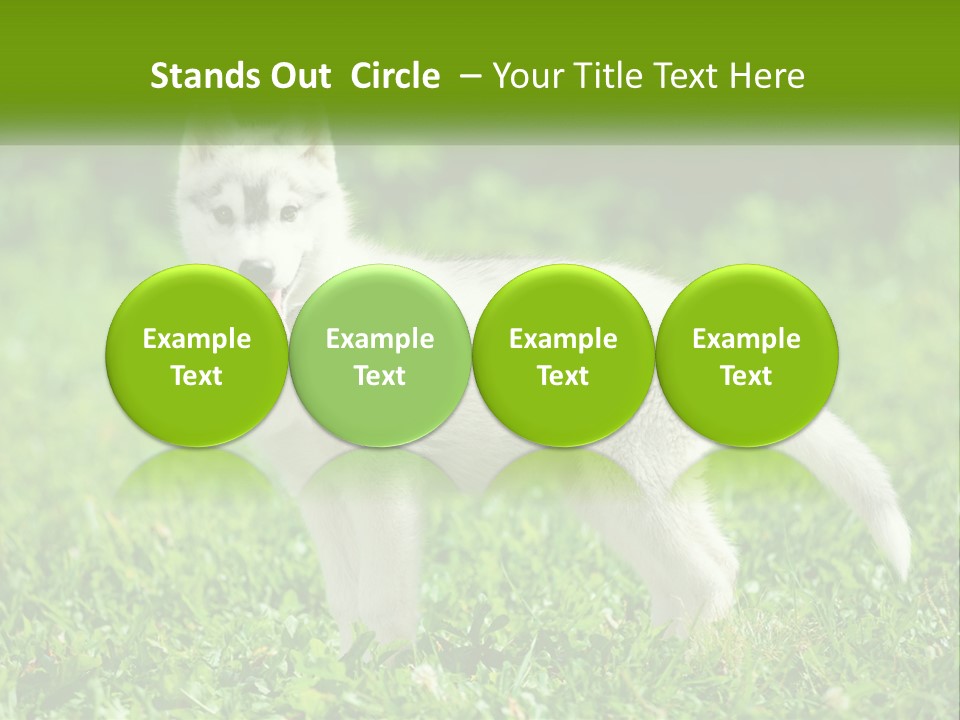 A White Dog Standing On Top Of A Lush Green Field PowerPoint Template