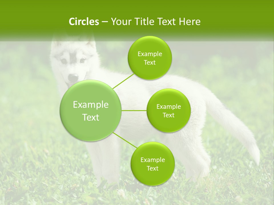 A White Dog Standing On Top Of A Lush Green Field PowerPoint Template